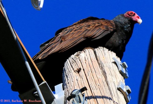 Photo Credit: Barbara W. Beacham