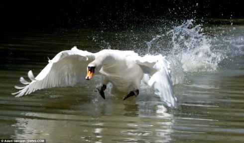 Photo Credit: Adam Gerrard / SWNS.com