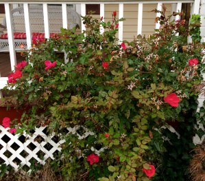 Photo Credit: kat 2015