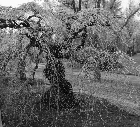 Photo Credit: Lynn Swisher (lynzrealcooking.com)