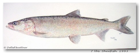 Watercolor Painting by Detlef Buettner http://home.gci.net/~lifesize.fish/