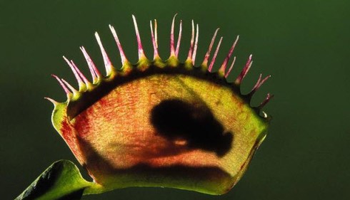 flytrap