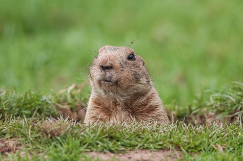 groundhog-100624996-primary.idge