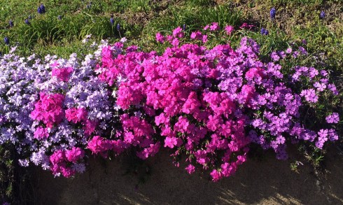 phlox