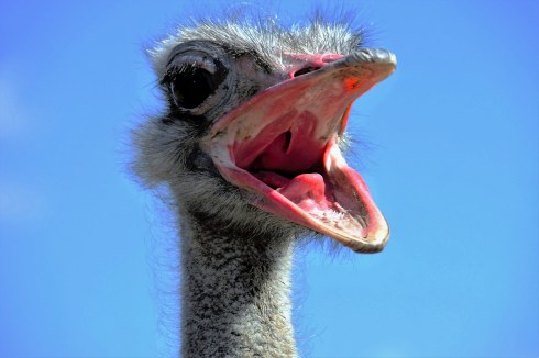 the-ostrich-1658267_1280