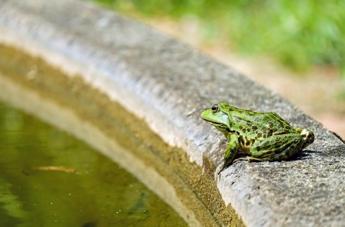 frog-1505377_1280